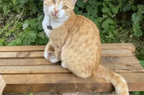 Кошки потеряшки, Белозерск, фото: Потеряшка кошка, ул. Малозёмова, д. 55