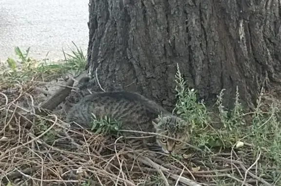 Найдена кошка, Воронеж, фото: Кошка найдена: пр. Труда, 88, Воронеж