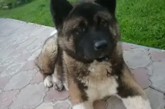 Собаки потеряшки, Краснокамск, фото: Потеряшка собака, ул. Бумажников, 16