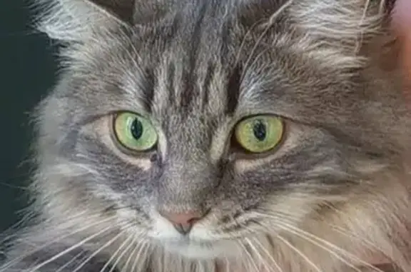 Пропала кошка, Кингисепп