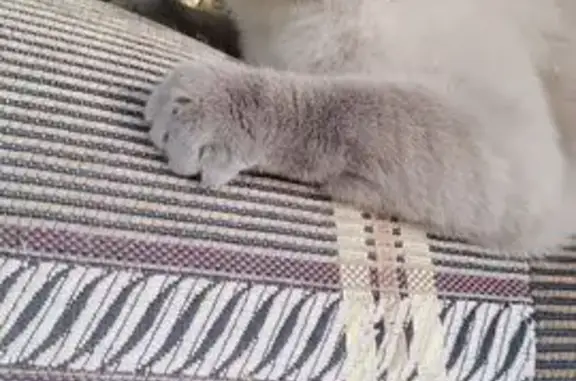 Пропала кошка, Калуга