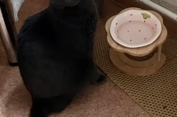 Кошки потеряшки, Москва, фото: Потеряшка кот, 15-я Парковая ул., 41к2