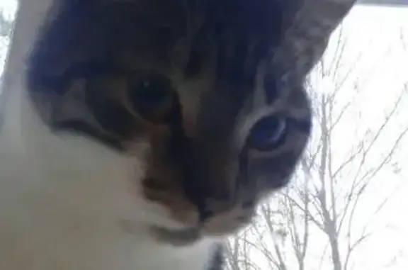 Кошки потеряшки, Вологда, фото: Потеряшка кошка Маруся, 1 мкр ГПЗ 23, д 6, Вологда