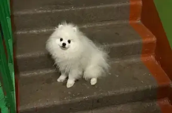 Объявления о пропавших и найденных животных, Поворино, фото: Пропала собака, ул. Пушкина 15, Поворино