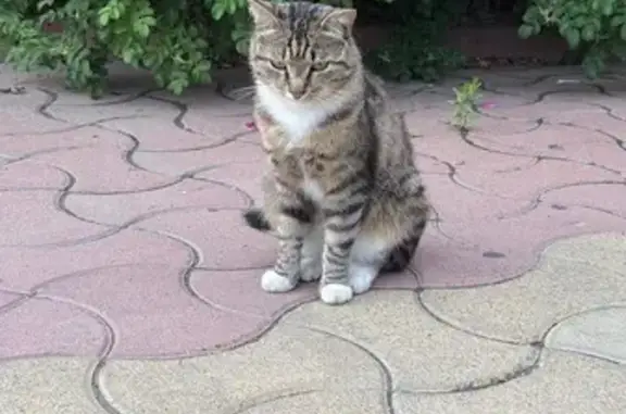 Найдена кошка, Ангарск, фото: Кошка найдена: ул. Карла Маркса, Ангарск