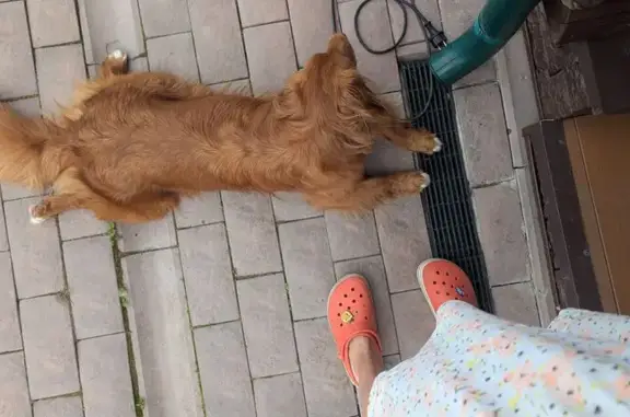 Собаки потеряшки, , фото: Потеряшка собака, Кривское, 52