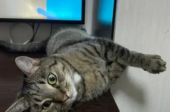 Пропала кошка, Вологда