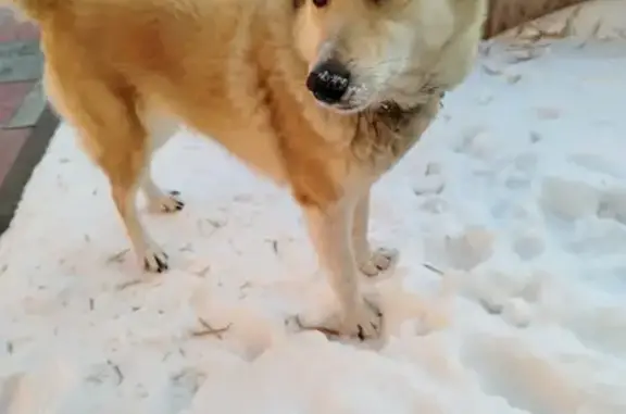 Пропала собака, Родионово, Томск