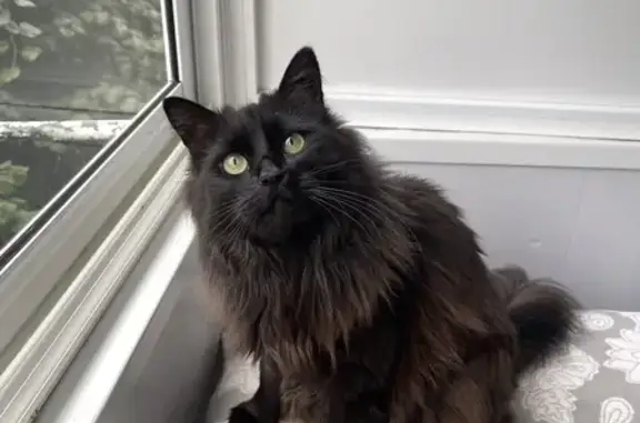 Кошки потеряшки, , фото: Потеряшка кошка, ул. 7 Ноября, 15, Мичуринск