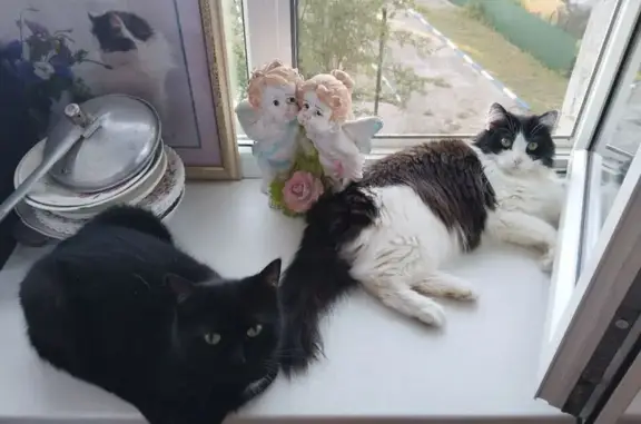 Пропала кошка
