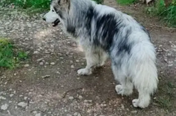 Собаки потеряшки, Старопольское, фото: Потеряшка собака, Старопольское, 41К-163