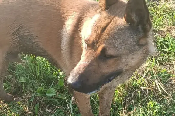 Найдена собака в парке Строителей, СПб