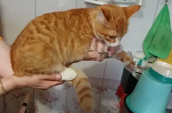 Найдена кошка, Ульяновск, фото: Кошка найдена: ул. Аблукова 13, Ульяновск