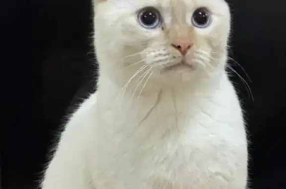 Пропала кошка, Октябрьская ул. 4, Янаул