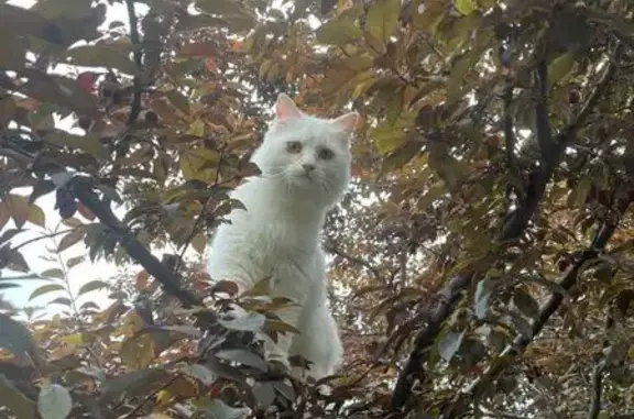 Кошки потеряшки, Лабинск, фото: Потеряшка кошка, ул. Хмельницкого 18, Лабинск