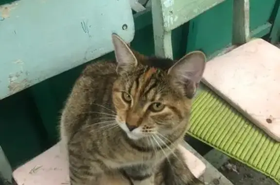 Кошки потеряшки, Екатеринбург, фото: Потеряшка кошка в СНТ Озерки, Екатеринбург