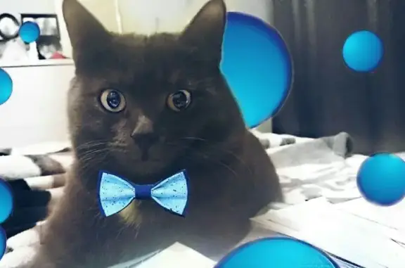 Объявления о пропавших и найденных животных, Нижний Новгород, фото: Пропала кошка, пр. Кораблестроителей, 33