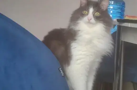 Кошки потеряшки, Сертолово, фото: Потеряшка кошка, ул. Мира, Сертолово