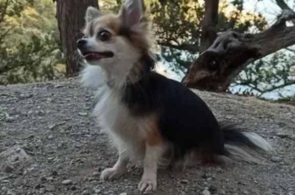 Собаки потеряшки, Московская область, фото: Потеряшка чихуахуа, хутор Бурцево, дом 7