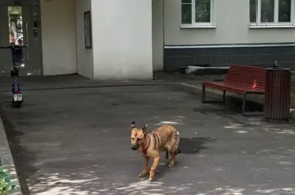 Найдена собака, Москва, фото: Собака найдена: 1-я Новокузьминская, 16 к1