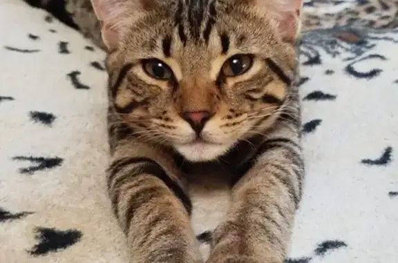 Кошки потеряшки, , фото: Потеряшка кошка, ул. Космонавтов, 82, Киржач