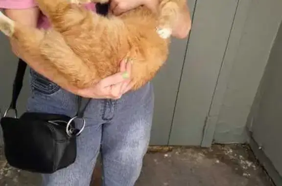 Найденные животные Москва, фото: Найдена кошка, Новочеркасский бул., 11