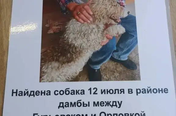 Собака найдена: Приозёрная 11