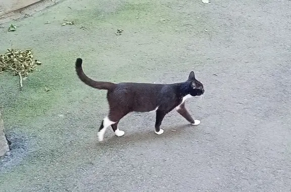 Кошка найдена на Тракторной ул., 3, СПб