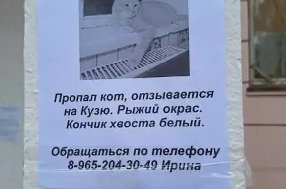 Найдена кошка, Москва, фото: Найдена кошка, Москва