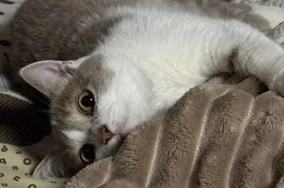 Кошки потеряшки, Шерегеш, фото: Потеряшка кошка Барсик, Первая Дачная, Шерегеш