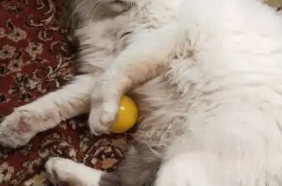 Найдена кошка, Сатка, фото: Кошка найдена у 
