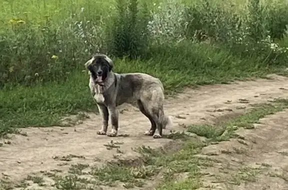 Найдена собака, пл. Ленина, Тула