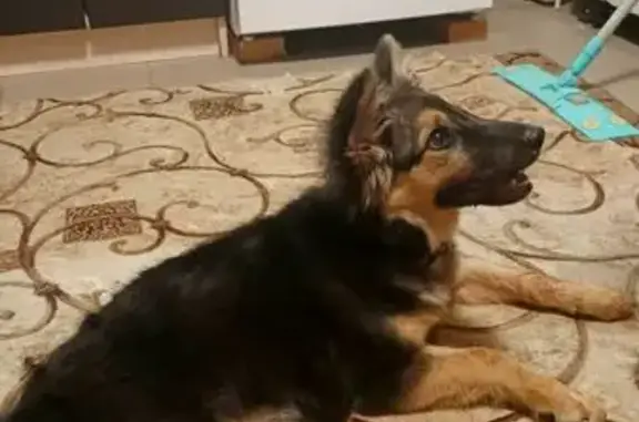 Собака найдена: Симферопольская 14, Краснодар