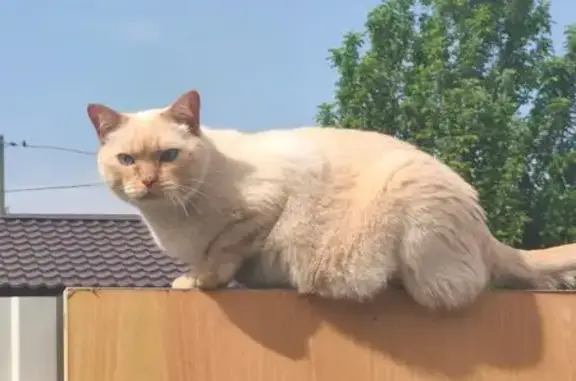 Кошки потеряшки, Кольцово, фото: Потеряшка кошка, ул. Дружбы, Кольцово
