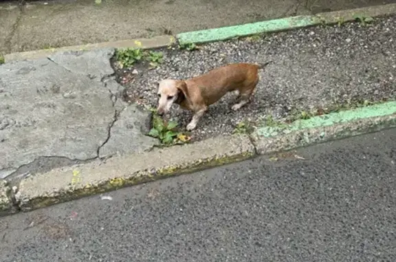 Рыжая такса найдена, Алтайская 24, Томск