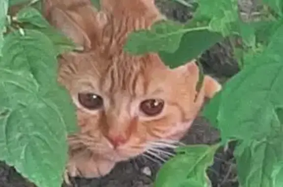 Найдена кошка, Ярославль, фото: Кошка найдена: ул. Чкалова, 21, Ярославль