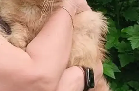 Рыжий кот найден на бульваре Яна Райниса