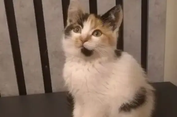 Кошка найдена, Широтная ул. 190 к3, Тюмень