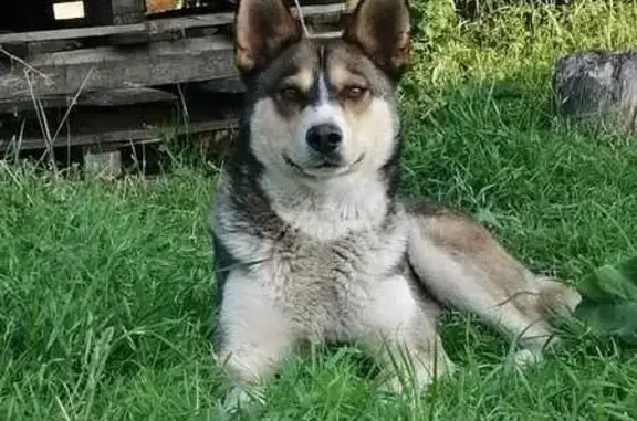 Найдена собака: 38Н-327, Щетинский с/с