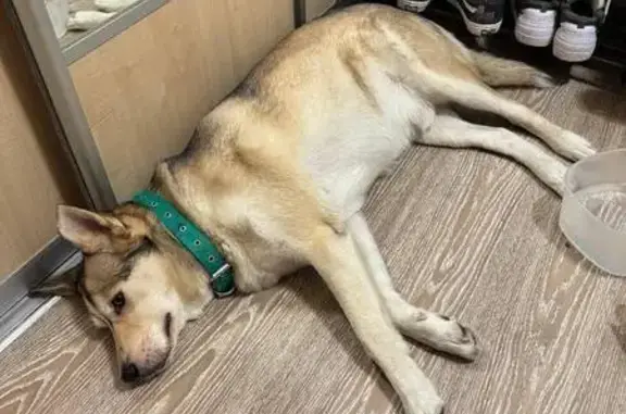 Хаски найден на ул. Селезнёва, Краснодар