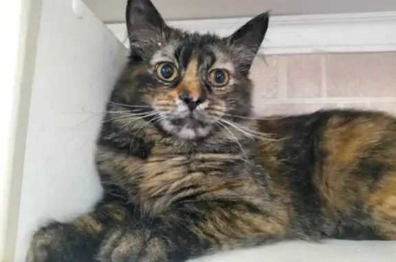 Кошка найдена: Пирамидная, 11, Ростов-на-Дону