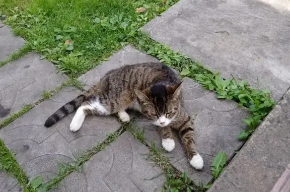 Найдена кошка, Старая Купавна, фото: Найдена кошка, Старая Купавна