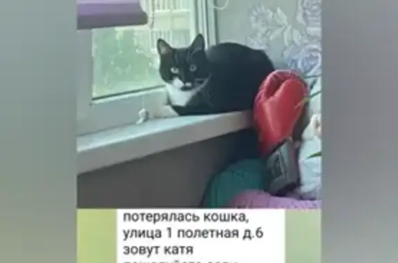 Пропала кошка, 1-я Полётная ул., 6
