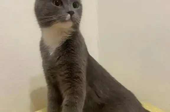 Пропала кошка, ул. Гудкова, 20, Жуковский
