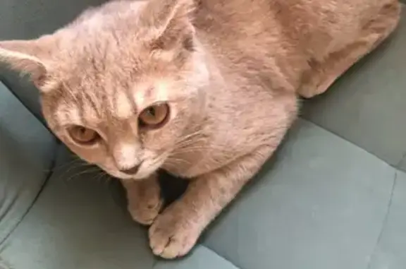 Кошки потеряшки, Воронеж, фото: Потеряшка кошка на Ильской, 24, Воронеж