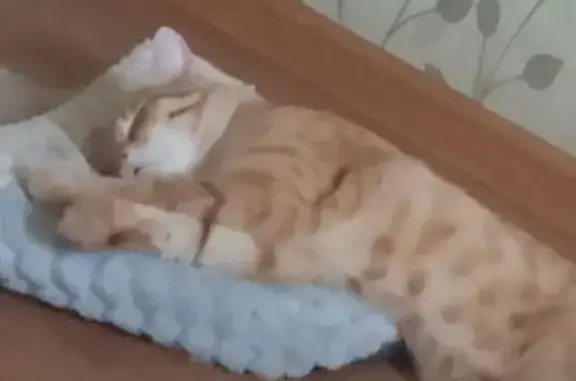 Пропала кошка, Подольск
