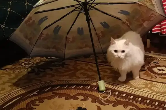 Пропала кошка, Брянск