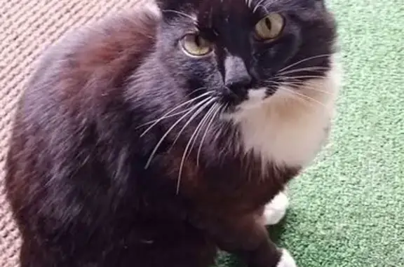 Кошка найдена: Интернациональная, 6, Омск