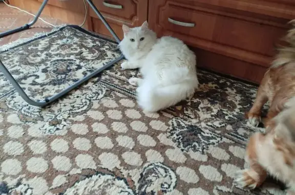 Пропала кошка, Чита