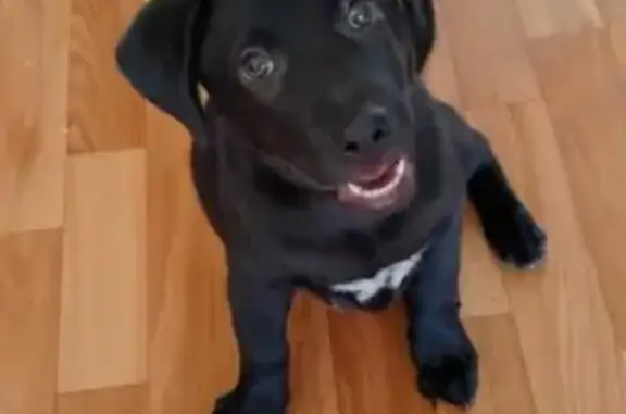 Собака найдена: Никифоровская 40, Тамбов